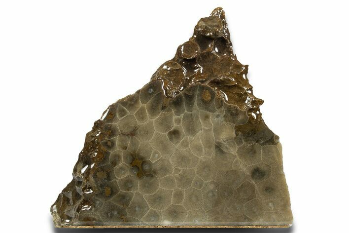 Free-Standing, Petoskey Stone (Fossil Coral) Section - Michigan #322963
